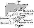 Chemicals and Effects Upon Health