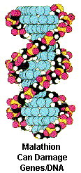 DNA molecule damaged by malathion