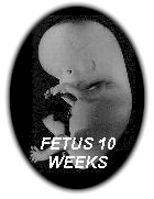 fetus.jpg (17377 bytes)